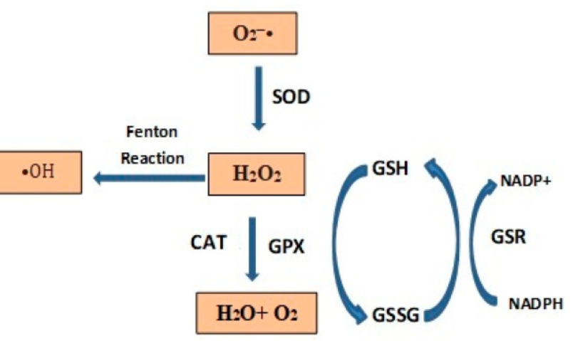 The redox status of primary ROS and enzymatic antioxidant defense systems. (OA Literature)