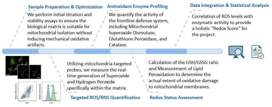 Workflow of Mitochondrial Oxidative Stress & Antioxidant System Assay. (Creative Biolabs Original)