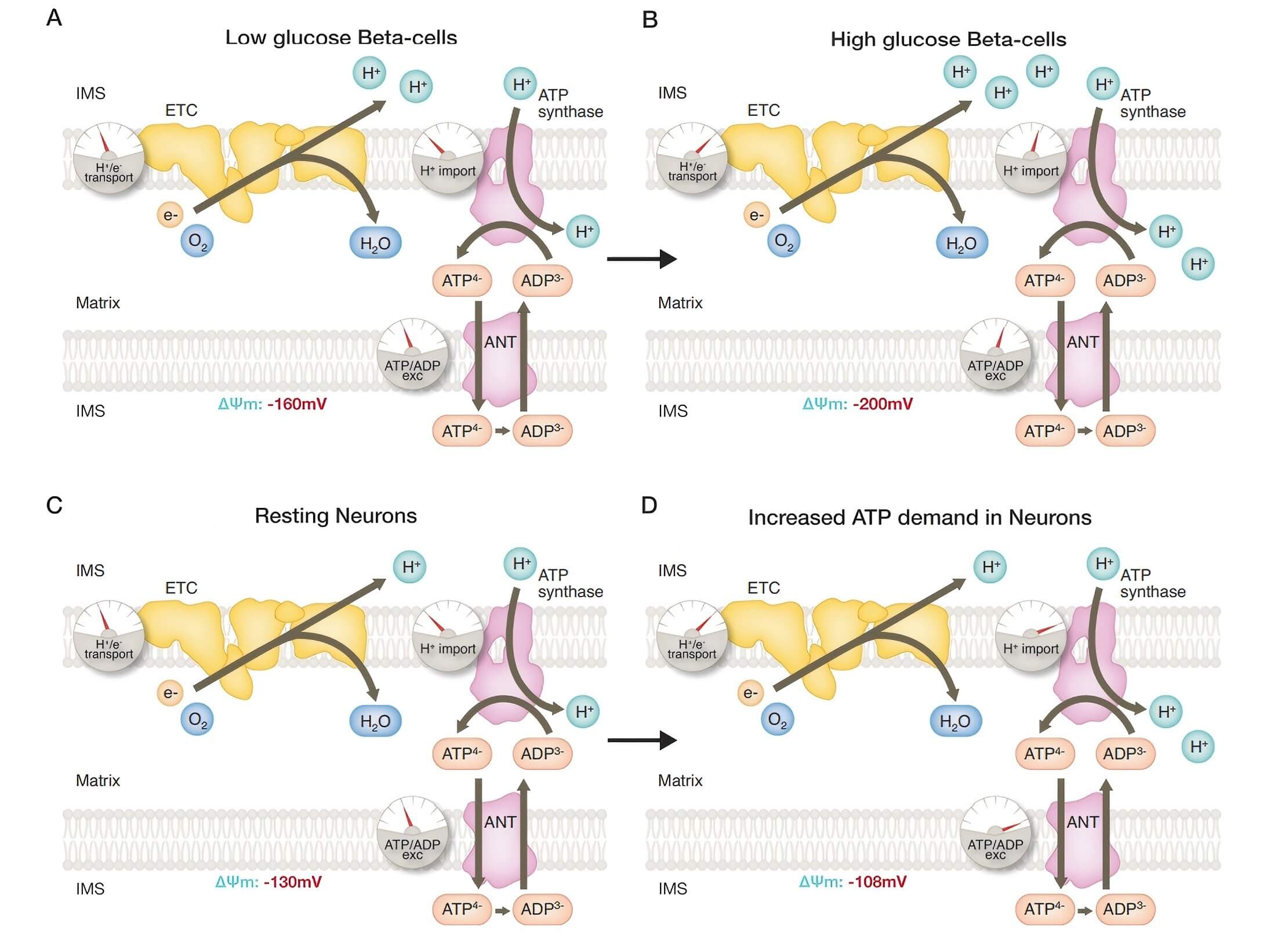 Membrane potential, respiration, and ATP synthesis in mitochondria. (OA Literature)