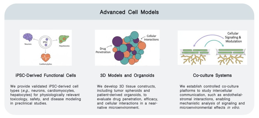 Advanced Cell Models of Cellular Mechanism & Functional Characterization Services at Creative Biolabs. (Creative Biolabs Original)