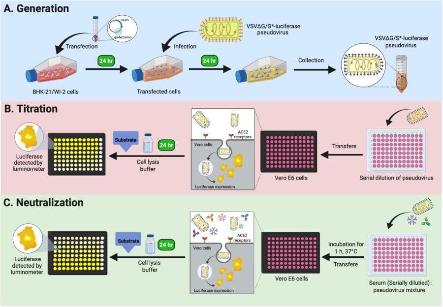 Fig.1 Neutralization Assays for Coronaviruses. (OA Literature)