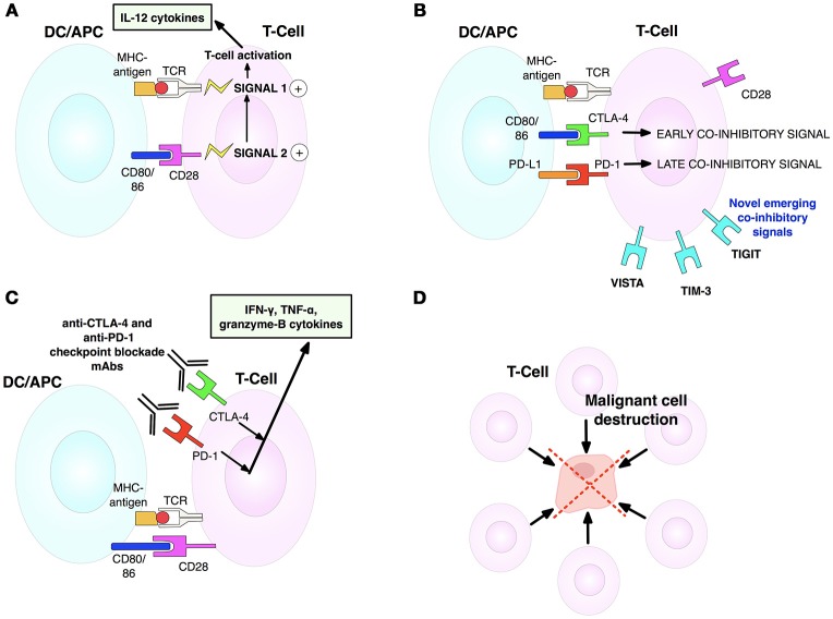 Fig.1 Dissecting T-cell immunomodulation: activation, inhibition, and anti-CTLA-4/PD-1 mechanisms. (OA Literature)