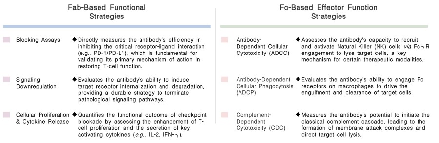 Featured services of Immune Checkpoint targeted Antibody Functional Characterization Services at Creative Biolabs. (Creative Biolabs Original)