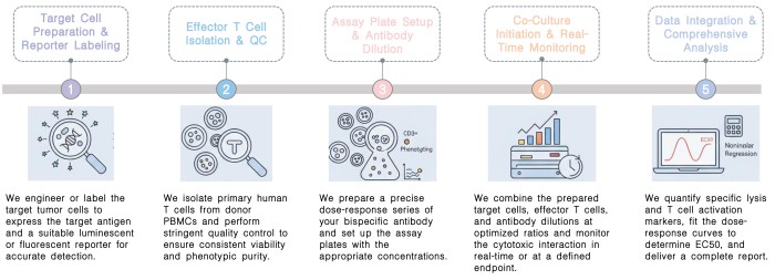 Workflow of TDCC assessment service at Creative Biolabs. (Creative Biolabs Original)