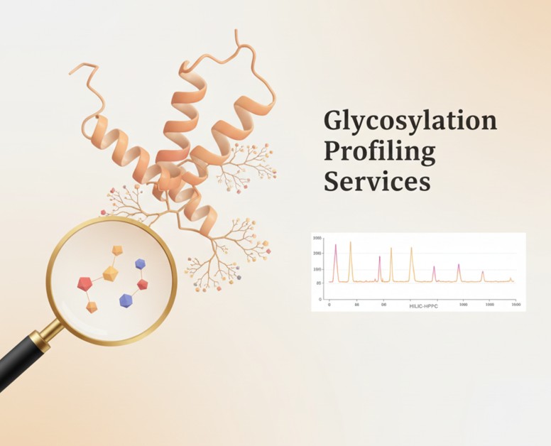 Fig.1 Comprehensive Glycan Structure Analysis. (Creative Biolabs Original)