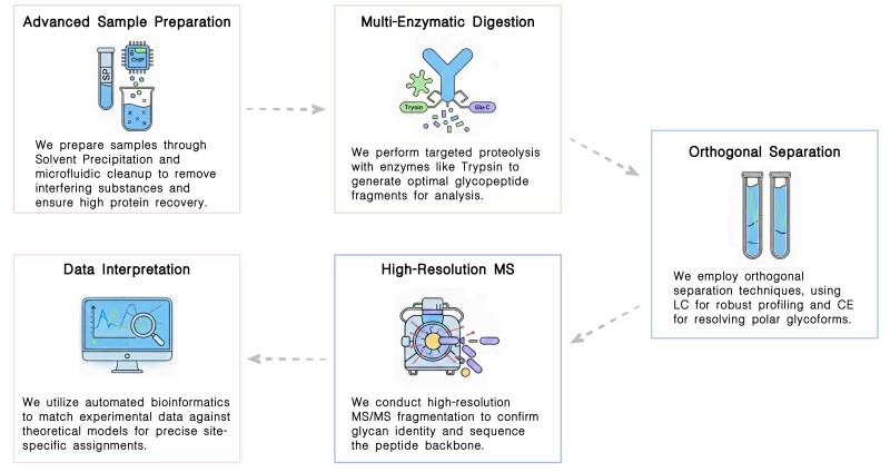 Workflow of therapeutic antibody glycopeptide analysis service at Creative Biolabs. (Creative Biolabs Original)