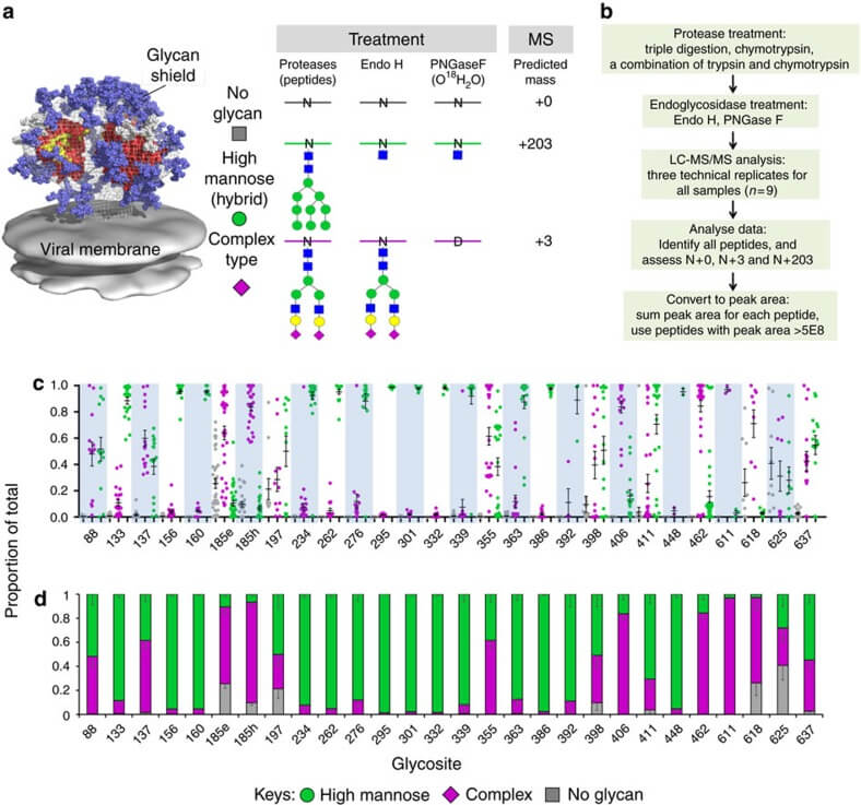 Fig.1 Diagrammatic workflow for the determination of site-specific glycosylation. (OA Literature)