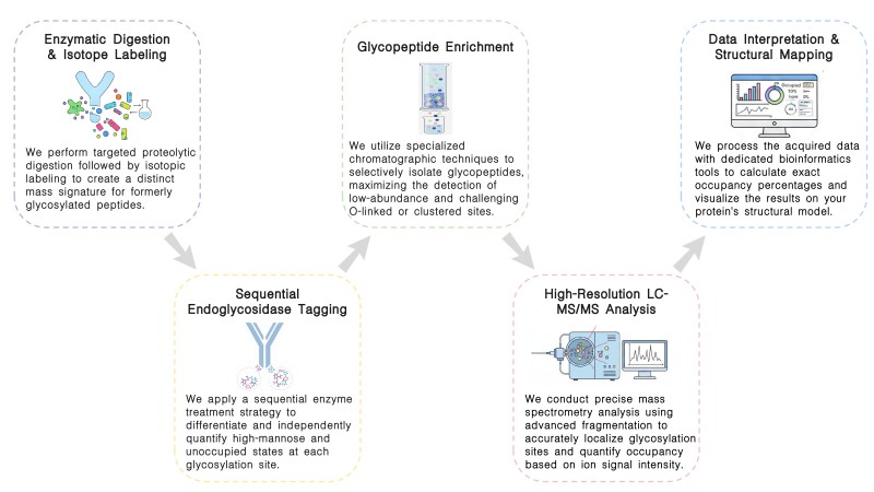 Workflow of Glycosylation Site Occupancy Analysis Service at Creative Biolabs. (Creative Biolabs Original)
