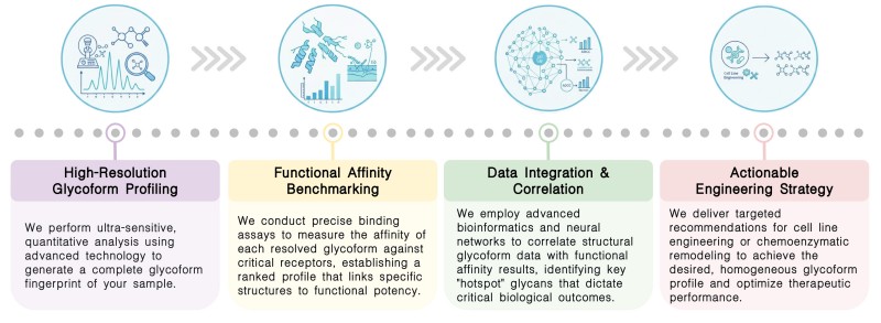 Workflow of functional glycoform screening & correlation service at Creative Biolabs. (Creative Biolabs Original)
