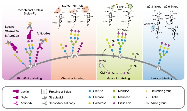 Fig.1 Strategies in sialic acid detection and measurement. (OA Literature)