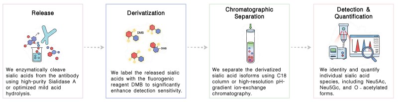 Workflow of therapeutic antibody sialic acid analysis service at Creative Biolabs. (Creative Biolabs Original)
