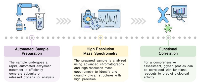 Workflow of therapeutic antibody N-Glycan analysis service at Creative Biolabs. (Creative Biolabs Original)