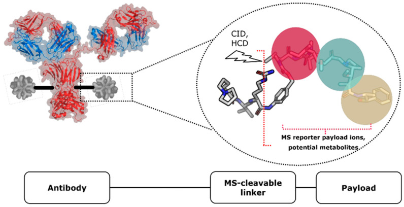 Fig.1 ADC structure and advanced mass spectrometry techniques for conjugate analysis. (OA Literature)