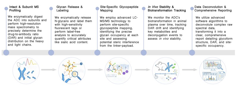 Workflow of ADC glycoform analysis service at Creative Biolabs. (Creative Biolabs Original)