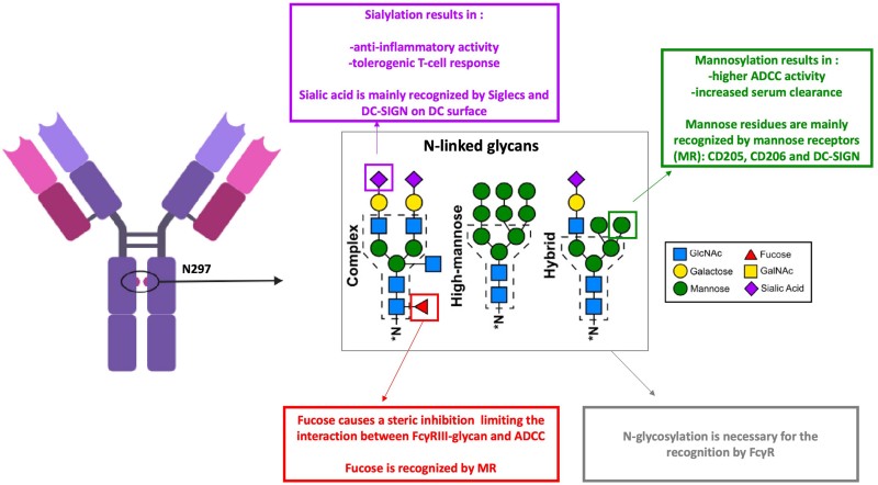Fig.1 Recognition of antibody N-Glycans by dendritic cell receptors. (OA Literature)