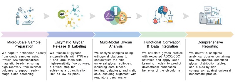 Workflow of therapeutic antibody glycan characterization services at Creative Biolabs. (Creative Biolabs Original)