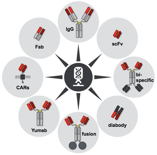 Antibody Engineering Services - Creative Biolabs