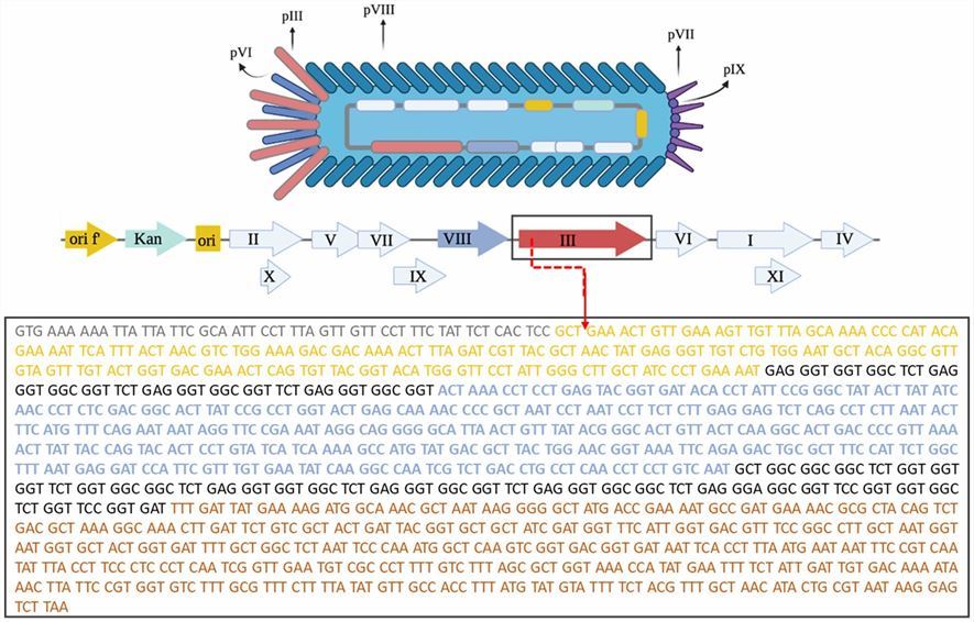 Structure of M13K07 phage.