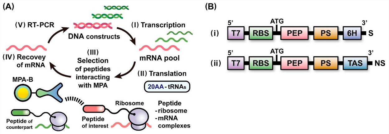 Ribosome display selection process.