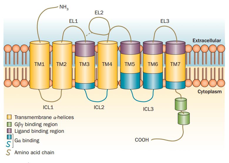 The Schematic diagram of a GPCR with seven TM domains (TM1-TM7), extracellular loops (EL1-EL3) and intracellular loops (ICL1-ICL3). The different binding regions are shown in different colours as indicated. The EL2 domain forms a lid-like structure on top of the TM3 domain.