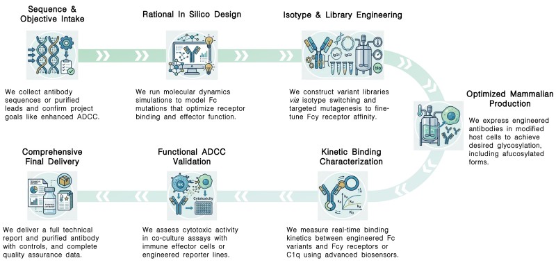 Workflow of ADCC enhancement service by Fc engineering at Creative Biolabs. (Creative Biolabs Original)