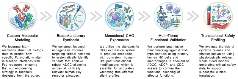 Workflow of ADCC silencing service by Fc engineering at Creative Biolabs. (Creative Biolabs Original)