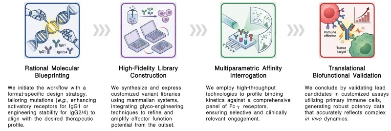 Workflow of effector function stimulation service by Fc engineering at Creative Biolabs. (Creative Biolabs Original)