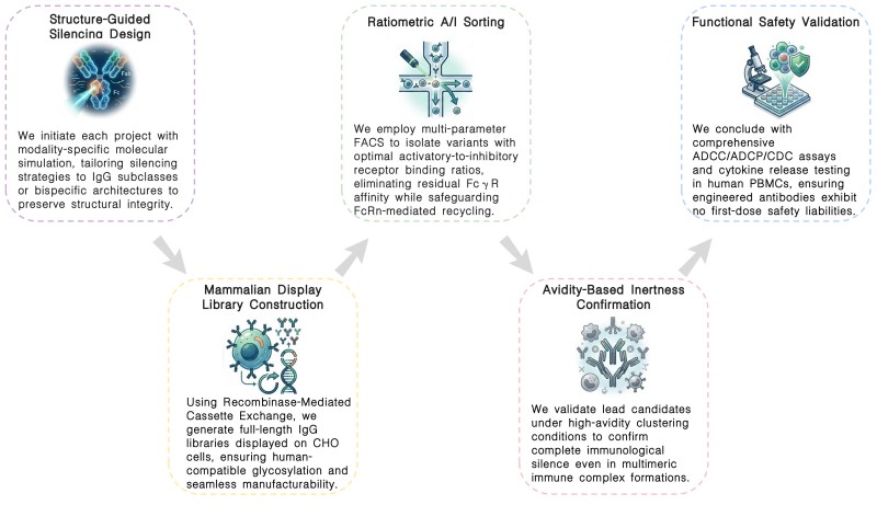 Workflow of effector function inhibition service by Fc engineering at Creative Biolabs. (Creative Biolabs Original)