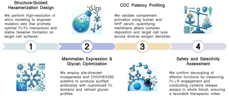 Workflow of complement activation service by Fc engineering at Creative Biolabs. (Creative Biolabs Original)