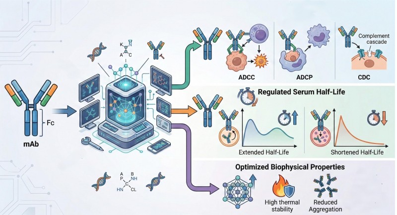 Fig.1 Fc engineering solutions for tailored serum half-life. (Creative Biolabs Original)
