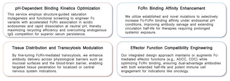Featured services of serum half-life regulation service by Fc engineering at Creative Biolabs. (Creative Biolabs Original)