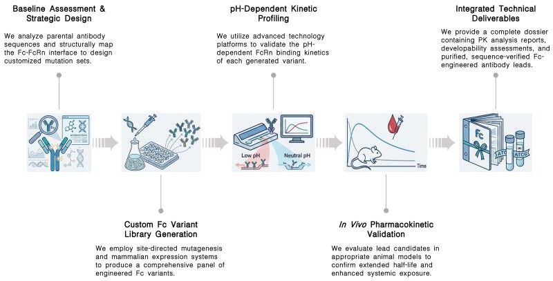 Workflow of serum half-life regulation service by Fc engineering at Creative Biolabs. (Creative Biolabs Original)