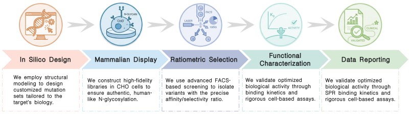Workflow of antibody property optimization service by Fc engineering at Creative Biolabs. (Creative Biolabs Original)