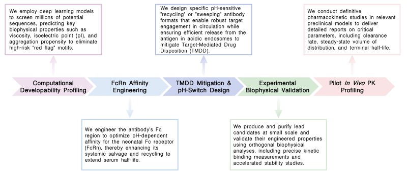 Workflow of pharmacokinetics optimization at Creative Biolabs. (Creative Biolabs Original)
