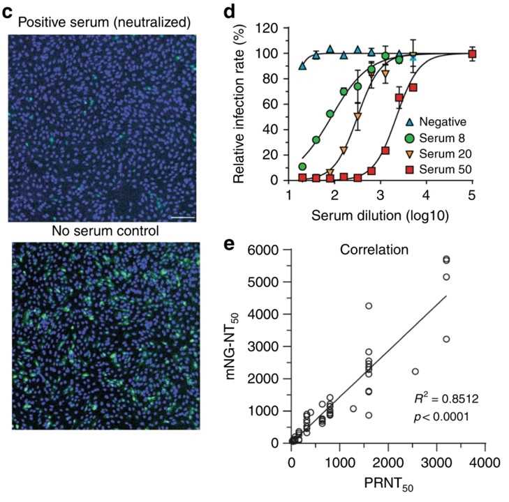 Fig.2 A high-throughput neutralizing antibody assay for COVID-19 diagnosis. (Muruato, et al., 2020)