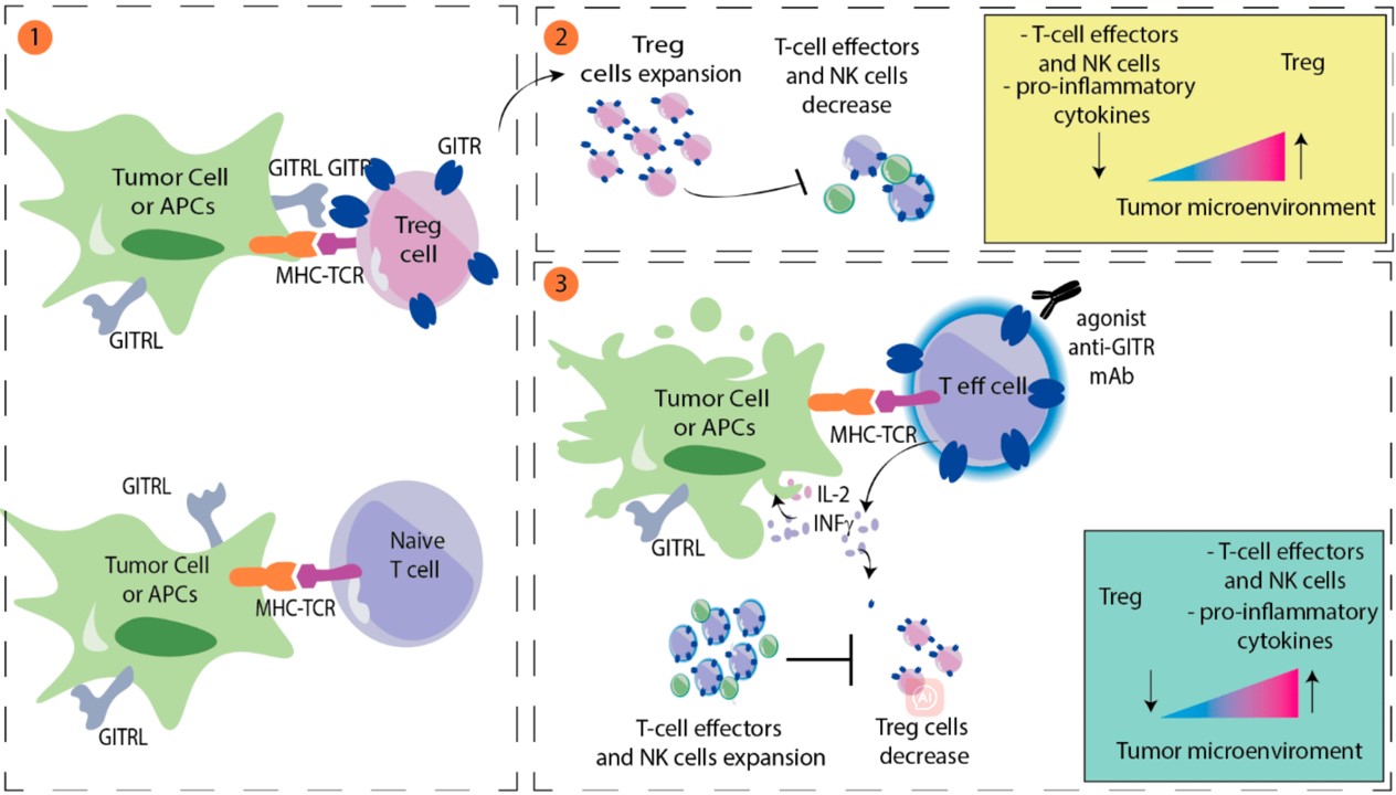 Fig. 1 GITR functions as a modulator in antitumor immunity. (Comito, et al., 2022)
