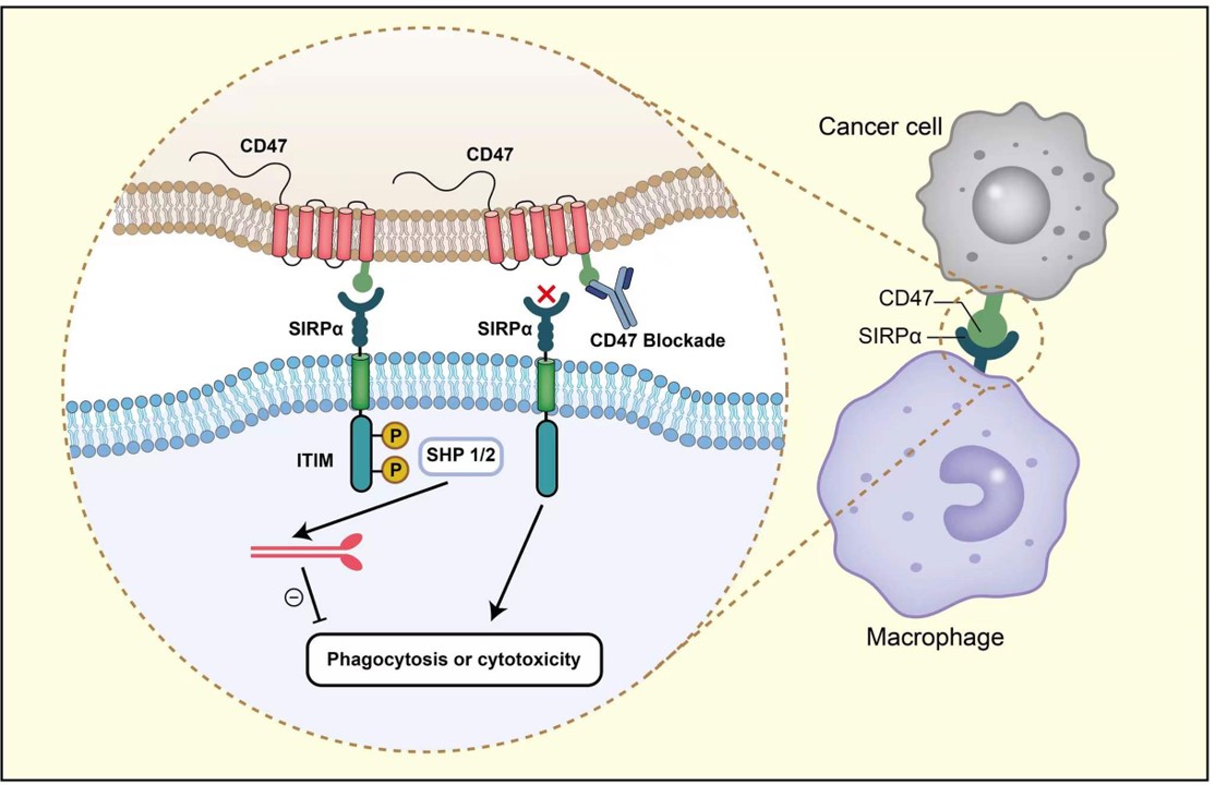 Fig.1 The CD47-SIRPα interaction phosphorylates two tyrosine residues from ITIM in SIRPα's intracellular domain. (Chen, et al., 2022)