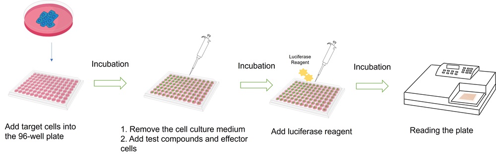 Fig.2 Our assay workflow. (Creative Biolabs Original)