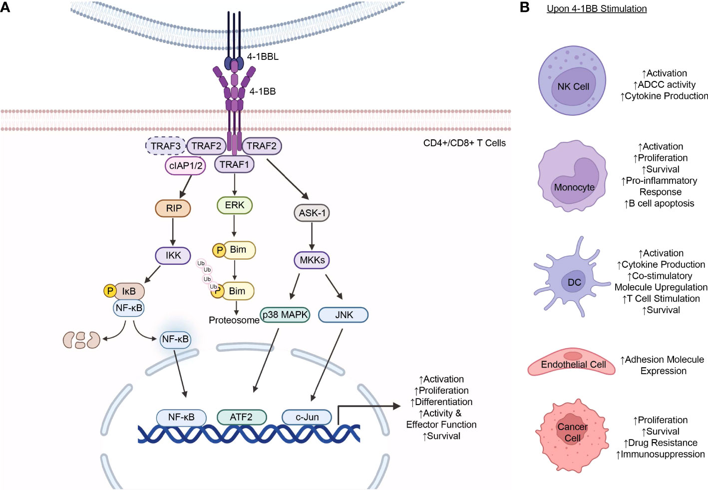 Fig. 1 The function of 4-1BB signaling in multiple types of cells. (Kim, et al., 2022)