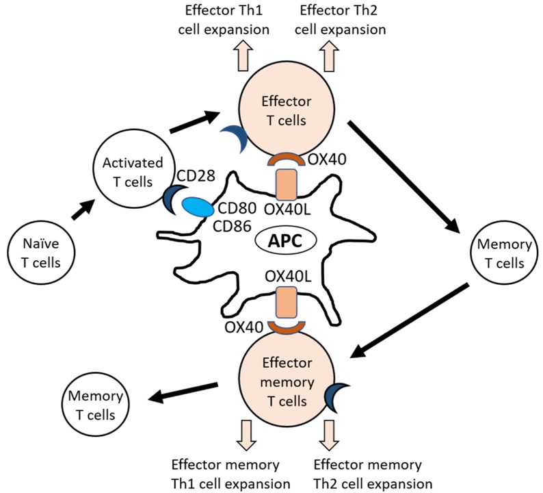 Fig. 1 The OX40L-OX40 axis stimulates the proliferation of effector Th1 and Th2 cells. (Furue and Mihoko, 2021)