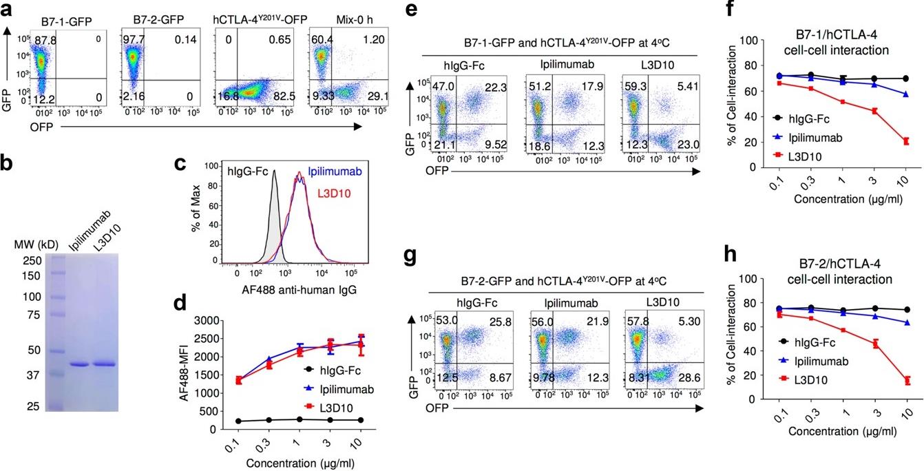 Fig.3 Ipilimumab is ineffective in blocking B7/CTLA-4-mediated cell-cell interactions. (Du, et al., 2018)