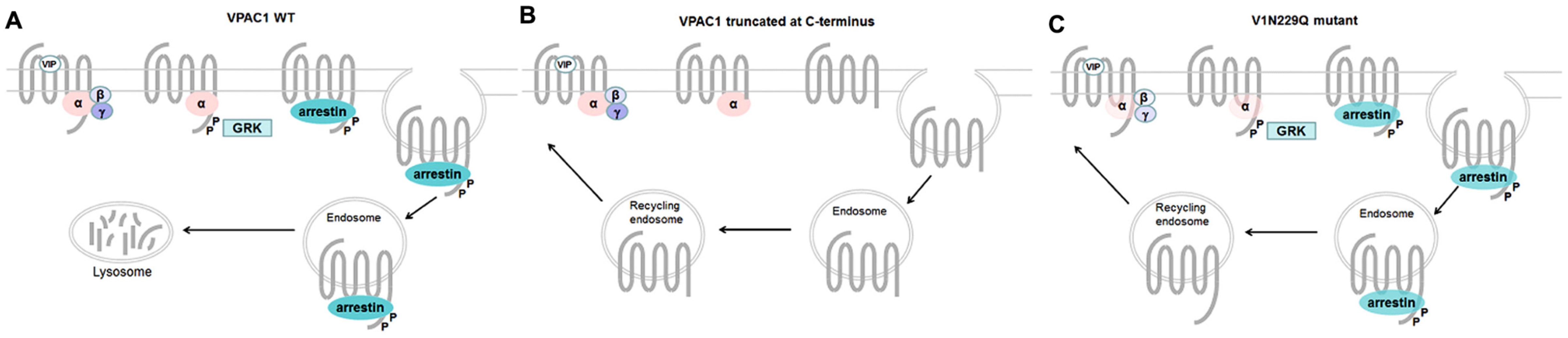 Fig.1 Mechanisms involved in the regulation of VPAC1 activity.