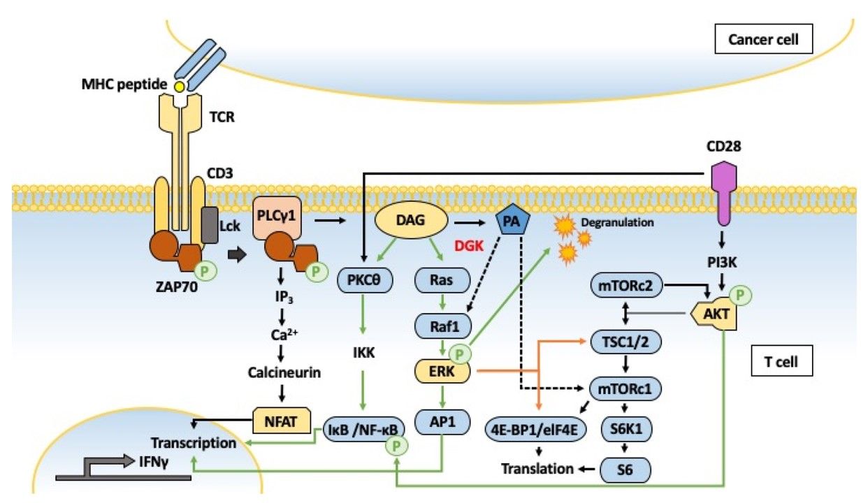 Fig.1 Typical signaling pathways in activated T cells controlled by diacylglycerol kinases (DGKs). (Sim, Jaehong & Dongki, 2020)