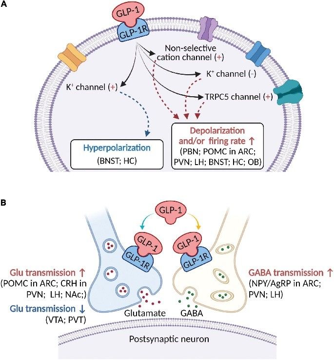 does glp 1 slow metabolism GLP-1 for Weight Loss and Diabetes
