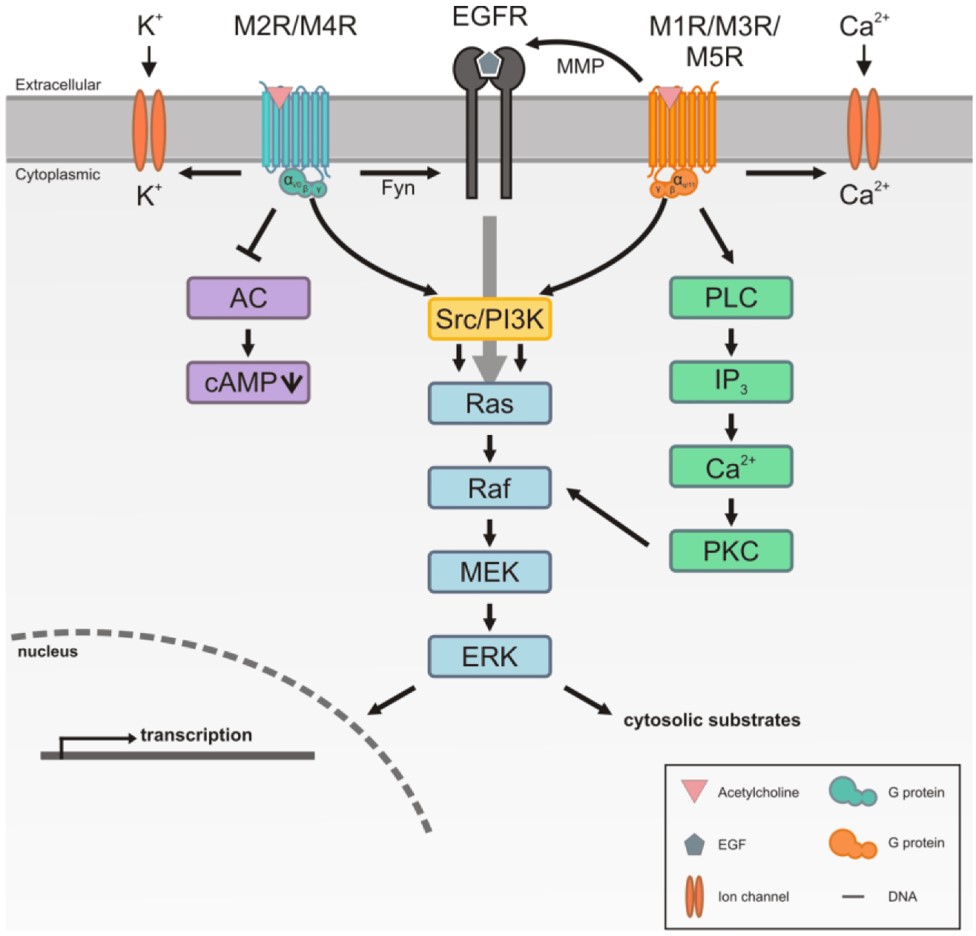 Fig.1 Common muscarinic receptors signaling pathways. (Ockenga, et al., 2013)
