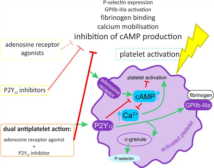 Fig.1 Adenosine receptor agonists modulate physiological functions via cAMP suppression. (Wolska, et al., 2020)