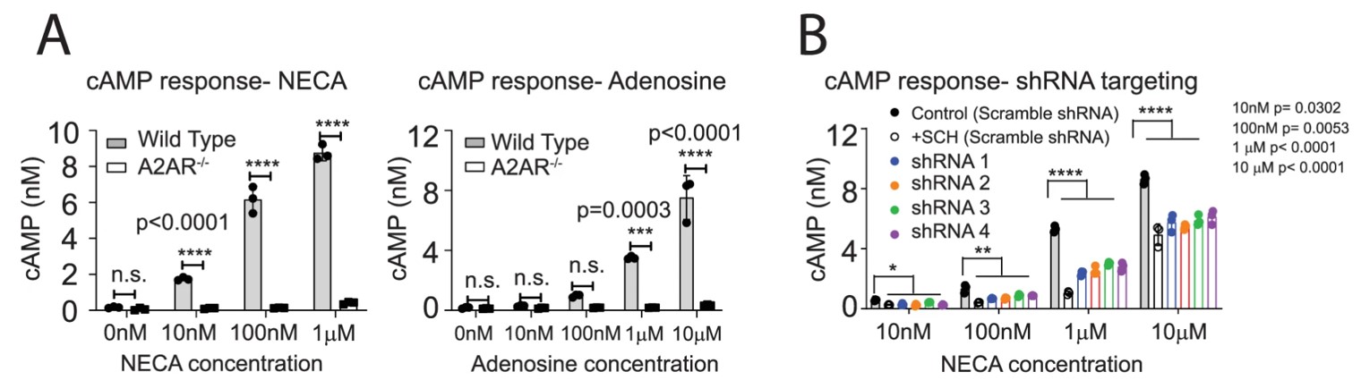 Fig.2 Assessment of cAMP production following A2AR suppression.