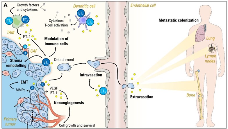 Fig.1 ET-1 involves in cancer progression and metastasis. (Enevoldsen, et al., 2020)