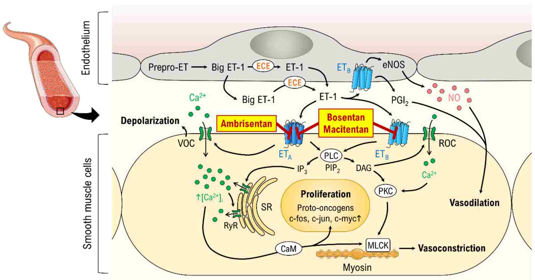 Fig.2 ET-1's canonical pathway. (Enevoldsen, et al., 2020)
