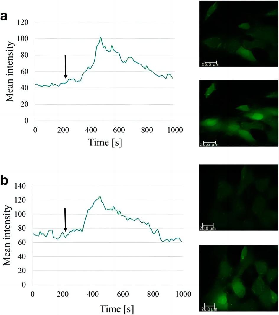 Stimulation of FPR1 facilitates intracellular Ca2+ mobilization